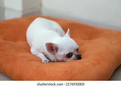 Chihuahua Dog On The Orange Cushions