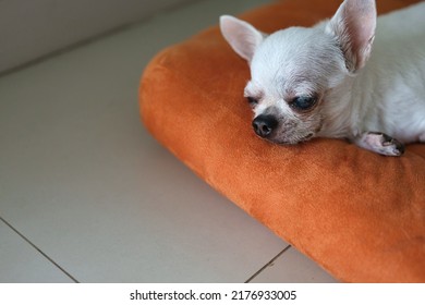 Chihuahua Dog On The Orange Cushions