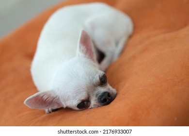 Chihuahua Dog On The Orange Cushions