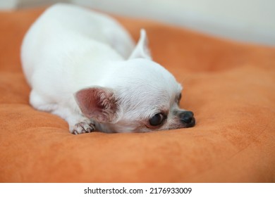 Chihuahua Dog On The Orange Cushions