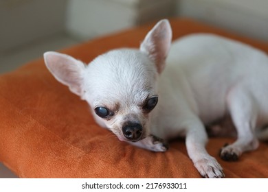 Chihuahua Dog On The Orange Cushions