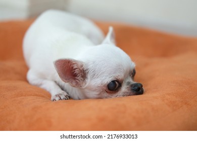 Chihuahua Dog On The Orange Cushions