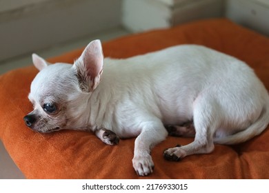 Chihuahua Dog On The Orange Cushions