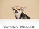 Chihuahua dog on a plain beige studio background grimacing, funny evil face