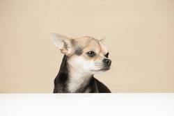 Chihuahua Dog On A Plain Beige Studio Background Looking To The Right With A Frown