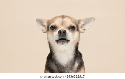 Chihuahua dog on a plain beige studio background barking gently - Powered by Shutterstock