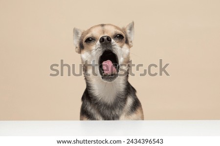 Chihuahua dog on a plain beige studio background yawning funny face