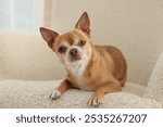 Chihuahua dog on soft armchair. Cute animal