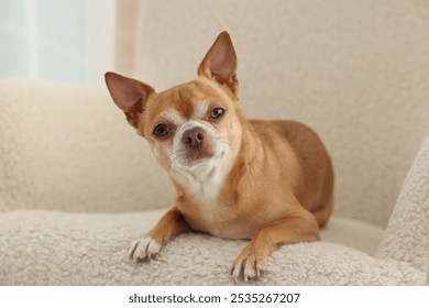 Chihuahua dog on soft armchair. Cute animal - Powered by Shutterstock