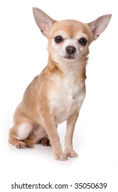 Chihuahua Dog On White Background