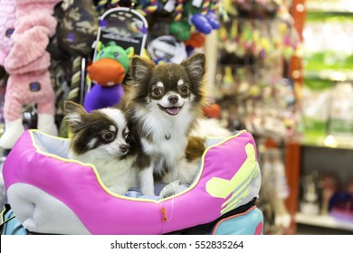 Chihuahua Dog In Pet Store