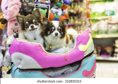 Chihuahua Dog In Pet Store