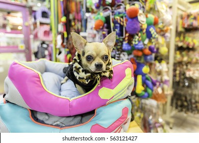 Chihuahua Dog  In Pet Store