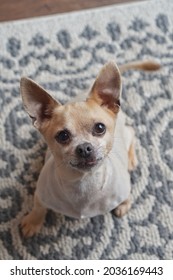 A Chihuahua Dog Photo Shoot