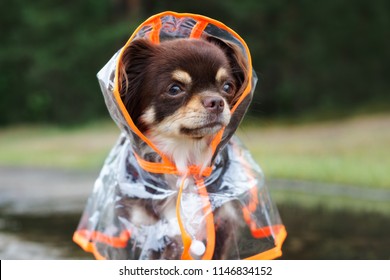 Chihuahua Dog Portrait In A Rain Coat Hood Outdoors