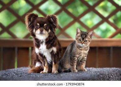 chihuahua dog posing with a british shorthair kitten outdoors in summer