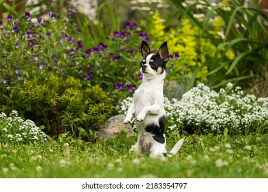 Chihuahua dog posing sitting on its hind legs on the lawn