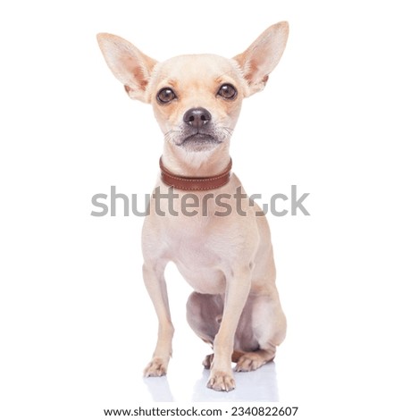chihuahua dog ready for a walk with owner , isolated on white background
