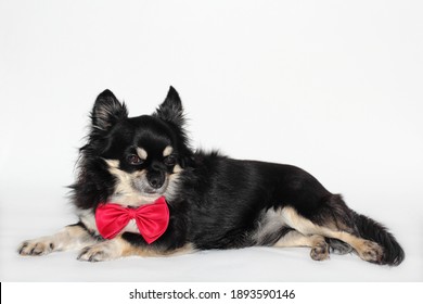 a chihuahua dog in a red bow tie lies stretched out on a white background