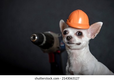 Chihuahua Dog In A Red Protective Construction Helmet Poses Against The Background Of An Electric Construction Tool On A Black Wall In Honor Of Labor Day. Heroic Profile Of A Smiling Dog.