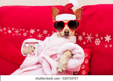 chihuahua dog relaxing  and lying, in   spa wellness center ,wearing a  bathrobe and funny sunglasses, drinking mug cup of coffee or tea