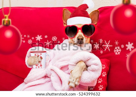 chihuahua dog relaxing  and lying, in   spa wellness center ,wearing a  bathrobe and funny sunglasses, drinking mug cup of coffee or tea Stock photo © 