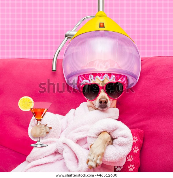 Chihuahua Dog Relaxing Lying Spa Wellness Stock Photo Edit Now