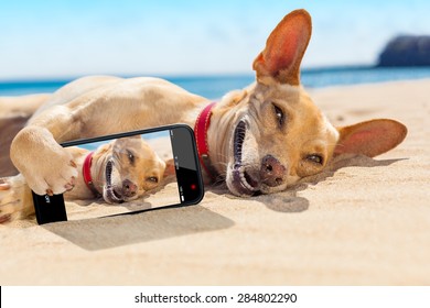 chihuahua dog relaxing and resting , lying on the sand at the beach on summer vacation holidays,while taking a selfie for friends