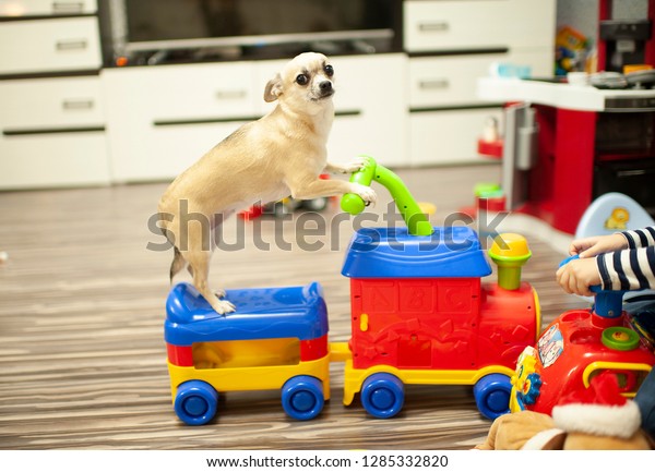 chihuahua dog rides a toy\
train