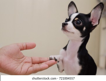 Chihuahua Dog Shake Hand