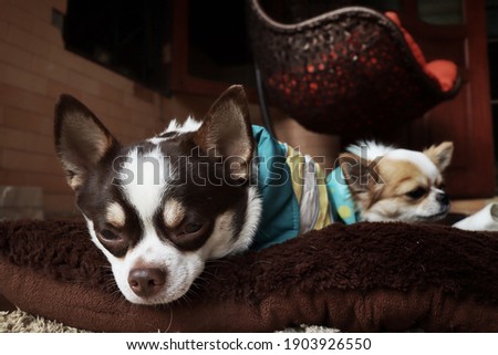 Chihuahua dog and a shirt with sleep