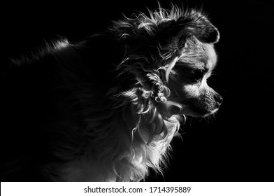 Chihuahua Dog Side Lit Profile Portrait In Black And White