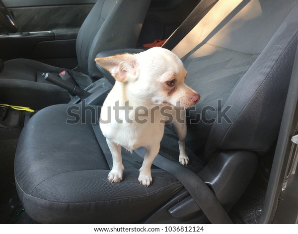 Chihuahua dog sit in\
the car seat, cute\
dog.