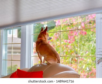 Chihuahua Dog Sits In His Favourite Spot To Look And See The World Outside 