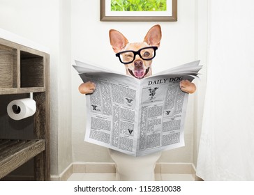 chihuahua dog  sitting on a toilet seat with digestion problems or constipation reading the gossip magazine or newspaper