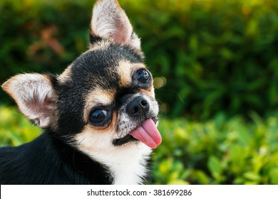 Chihuahua Dog Sitting In A Park.