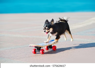 Chihuahua dog skating skateboard
