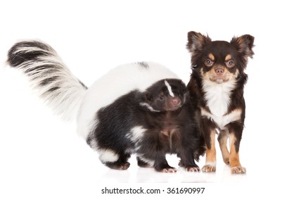 Chihuahua Dog And Skunk 