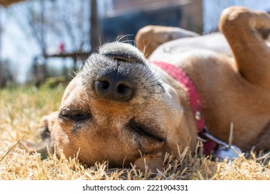 Chihuahua Dog Sleeping Belly Up