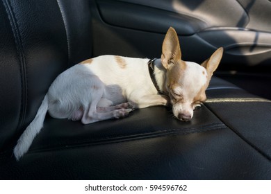 Chihuahua Dog Sleeping In A Car Seat.