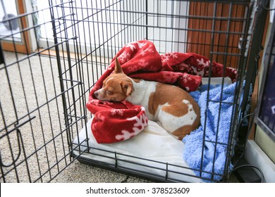 A chihuahua dog sleeping in her crate
 - Shutterstock ID 378523609