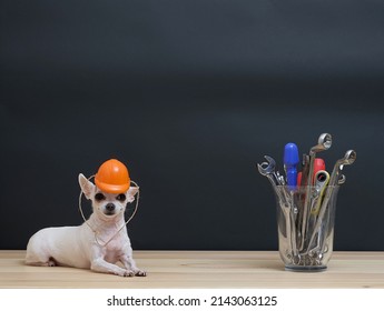 Chihuahua Dog In A Small Protective Construction Helmet Lies Next To Construction Tools In A Glass Vase On Labor Day. Photo Of A Dog On A Black Studio Background.