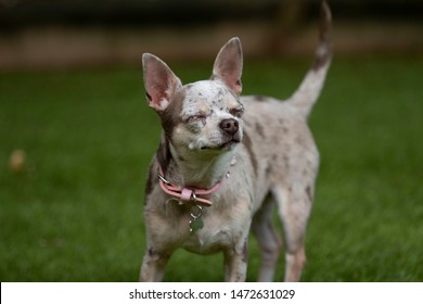 Chihuahua Dog Sniffing The Air