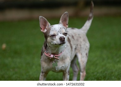 Chihuahua Dog Sniffing The Air