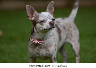 Chihuahua Dog Sniffing The Air