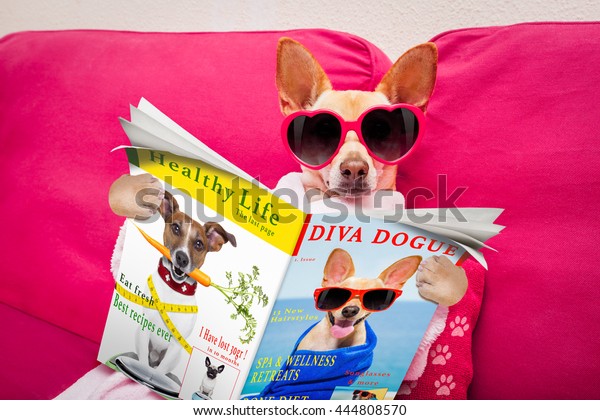 chihuahua  dog at spa wellness center relaxing \
 reading a magazine or\
newspaper