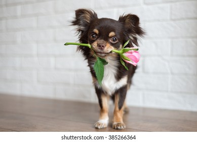 chihuahua dog standing with a rose