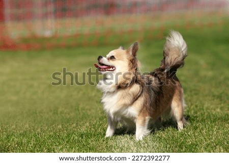 Chihuahua dog stands on a background of green grass