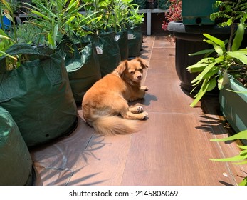 Chihuahua Dog Sun Bathing In The Garden