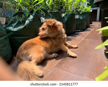 Chihuahua Dog Sun Bathing In The Garden.